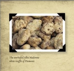 Alba white truffle billboard insert for Autumnal Italy